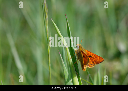 Großen Skipper Butterfly (Ochlodes Venatus) auf dem Rasen. Powys, Wales. Stockfoto