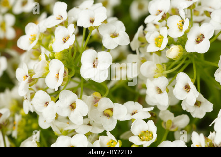 Blumen von Sweet Alyssum (Lobularia Maritima). Jährliche Garten. Stockfoto