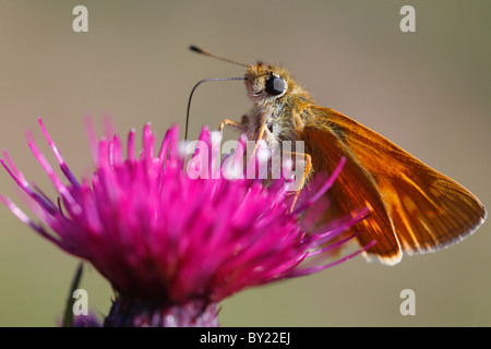 Großen Skipper Butterfly (Ochlodes Venatus) Fütterung auf eine Mrsh Distel Blume. Powys, Wales. Stockfoto