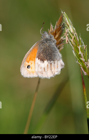 Kleine Heide Schmetterling (Coenonympha Pamphilus). Powys, Wales. Stockfoto