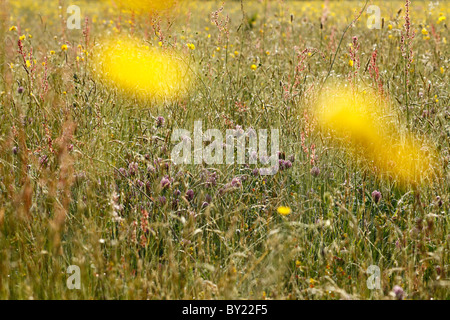 Rotklee (Trifolium Pratense) und Sauerampfer (Rumex liegen) Blüte auf einer Wiese auf einem Bio-Bauernhof. Powys, Wales. Stockfoto