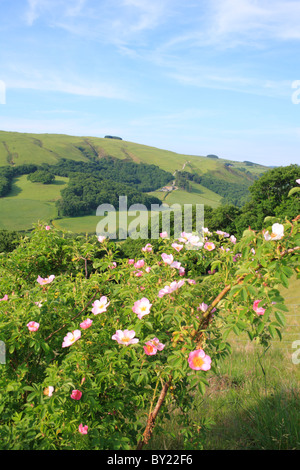 Hundsrose (Rosa Canina Agg.) Blüte. Powys, Wales, UK. Stockfoto