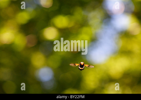 Hoverfly Volucella Pellucens männlich schwebt in einer Waldlichtung. Powys, Wales. Stockfoto