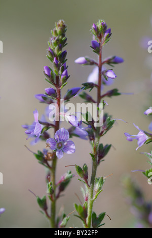 Blumen von Heath Ehrenpreis (Veronica Officinalis). Powys, Wales. Stockfoto