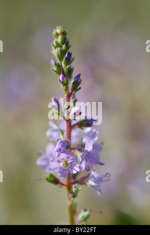 Blumen von Heath Ehrenpreis (Veronica Officinalis). Powys, Wales. Stockfoto