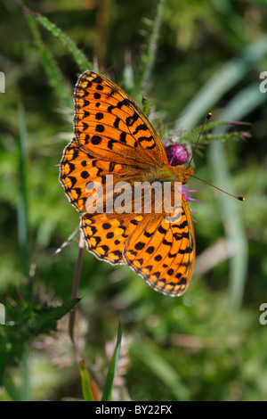 Männliche Dark Green Fritillary Butterfly (Argynnis Aglaja) Fütterung auf einer Distel Marsh. Powys, Wales, UK. Stockfoto