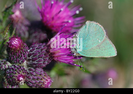 Grüner Zipfelfalter Schmetterling (Callophrys Rubi) Fütterung auf einem Sumpf Distel Blume. Powys, Wales, UK. Stockfoto