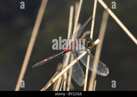 Männliche White-faced Darter Libelle (Leucorrhinia Dubia). Whixall Moss National Nature Reserve, Shropshire, England. Stockfoto