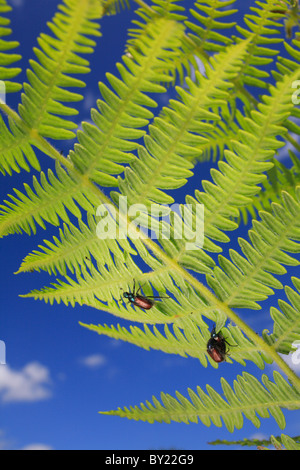 Garten Chafer Käfer (Phyllopertha Horticola) auf ein Adlerfarn Wedel Paarung. Powys, Wales. Stockfoto