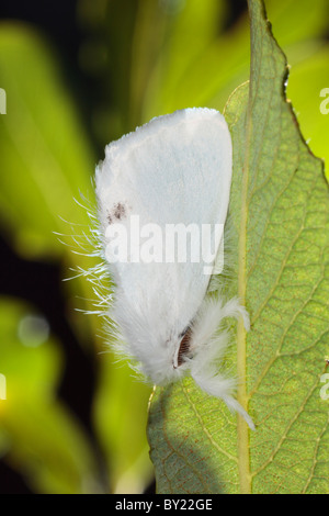 Männliche gelb-Tail Motte (Euproctis Similis). Powys, Wales. Stockfoto