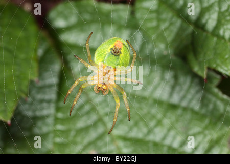 Gurken-Spinne (Araniella Cucurbitina) in üblichen Position hängen an der Unterseite von ihrem Web. Powys, Wales. Stockfoto