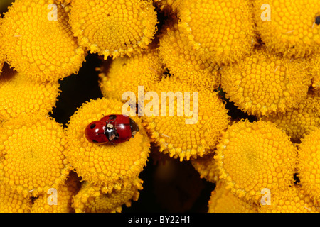 2-Punkt-Marienkäfer (Adalia Bipunctata) auf wild Tansy Paarung. Powys, Wales. Stockfoto