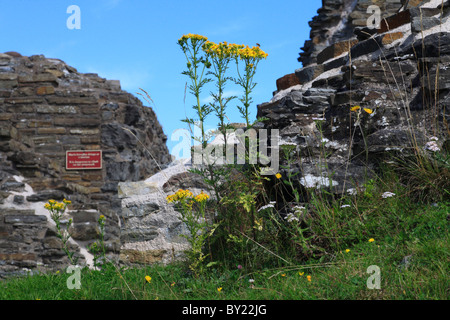 Gemeinsamen Kreuzkraut (Senecio Jacobaea) wächst unter den Ruinen der Burg Dolforwyn, Powys, Wales. Stockfoto