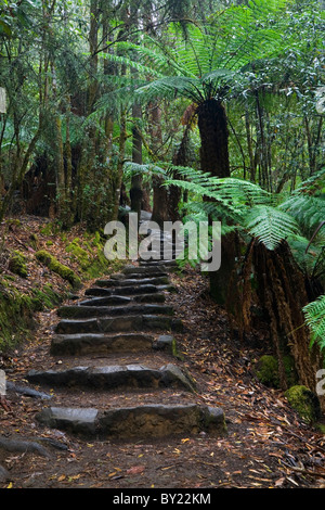 Australien, Tasmanien, Mt Field Nationalpark.  Wanderweg in Mt Field National Park. Stockfoto