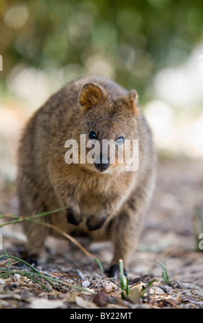 Australien, Western Australia, Rottnest Insel.  Ein Quokka (Setonix Brachyurus) - eine kleine Beuteltiere Eingeborener nur nach Rottnest Stockfoto