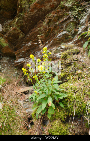 Goldrute (Solidago Virgaurea) wachsen und blühen aus einem Felsvorsprung. Ceredigion, Wales. Stockfoto