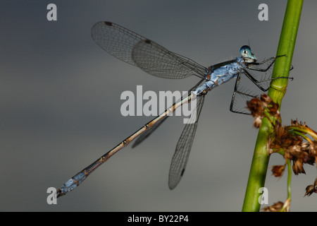 Männliche Emerald Damselfly (Lestes Sponsa), ruht auf einem Ansturm. Powys, Wales. Stockfoto