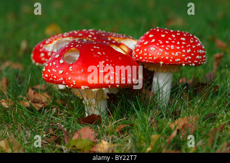 Fliege Agaric Pilze (Amanita Muscaria) Fruchtkörper unter einer Birke (Betula). Powys, Wales. Oktober. Stockfoto