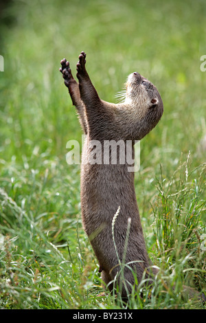 England, Cornwall, Tamar Otter & Wildlife Centre. Asiatischen kurze Krallen Otter Nahrung zu erbetteln. Stockfoto