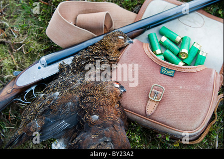 VEREINIGTES KÖNIGREICH; Yorkshire.  Eine Klammer der Auerhahn mit einer Schrotflinte und Patrone Tasche während die Jagd auf Ilkley und Bingley Moor. Stockfoto