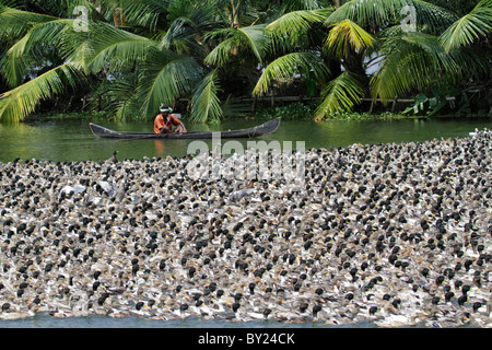 Indien, Kerala. Ente-Bauern in den Backwaters von Kerala Herde eine riesige Herde von Hausenten entlang eines Flussbettes. Stockfoto