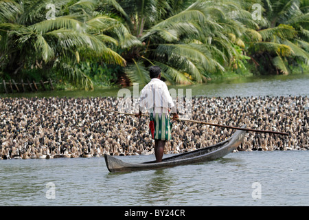 Indien, Kerala. Ente-Bauern in den Backwaters von Kerala Herde eine riesige Herde von Hausenten entlang eines Flussbettes. Stockfoto