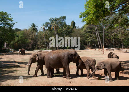 Indische Elefanten im Zoo Sri Chamarajendra in Mysore in Indien Stockfoto