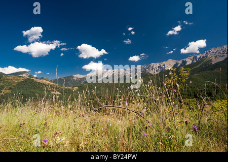 Wildblumenwiese mit Sierra Cadí-Bergkette im Hintergrund, in der Nähe des Dorfes El Querforadat, Cataloñia, Spanien Stockfoto