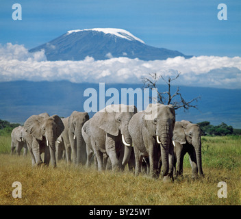 Eine Herde Elefanten mit dem Kilimandscharo im Hintergrund. Stockfoto