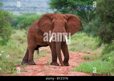 Ein Elefant bedeckt in roter Staub Blöcke eine Spur in Kenia s Tsavo West Nationalpark. Stockfoto