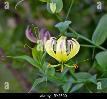 Eine schöne gelbe Variante der Roten Flamme Lilie (Gloriosa Superba) finden Sie in den tieferen Lagen vor allem in Tsavo Stockfoto