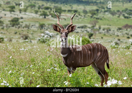 Eine feine lesser Kudu in Kenia s Tsavo West Nationalpark. Stockfoto