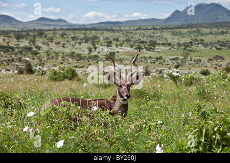 Eine feine lesser Kudu in Kenia s Tsavo West Nationalpark. Stockfoto