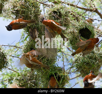 Chesnut Weber bauen ihre Nester in unmittelbarer Nähe zueinander in einer Akazie auf den Ebenen des Tsavo West National Park Stockfoto