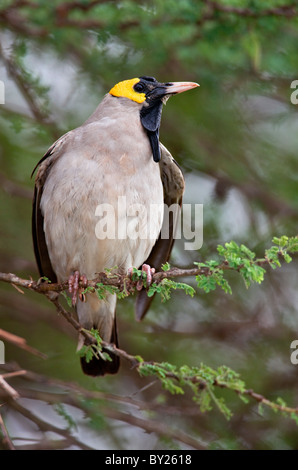 Eine männliche Flecht-Starling in Zucht Gefieder im Tsavo West Nationalpark während der regnerischen Jahreszeit. Stockfoto