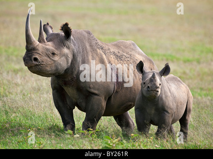 Ein weiblichen Spitzmaul-Nashorn mit Kalb aufmerksam. Mweiga, Solio, Kenia Stockfoto