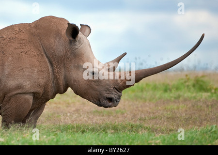 Ein weißen Nashorn mit einem sehr langen Horn. Mweiga, Solio, Kenia Stockfoto