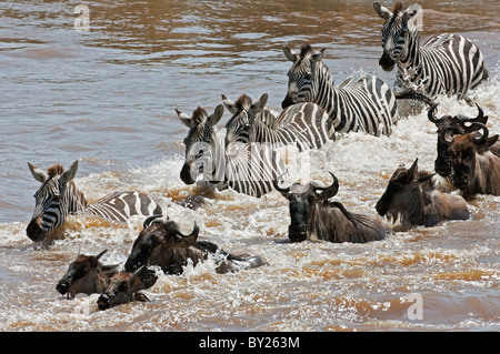 Gnus und Zebras, die Überquerung des Mara Flusses während die jährliche Wanderung der Gnus aus dem Serengeti-Nationalpark in Stockfoto