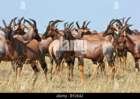 Eine Herde von Topi auf die Mara Plains. Masai Mara National Reserve Stockfoto