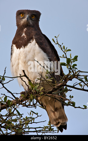 Ein schwarz-Chested Schlange-Adler hocken auf einem Balanites Baum auf die Mara Plains. Stockfoto