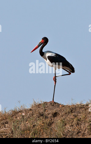 Eine spektakuläre Sattel – abgerechnet Storchenmann stehen auf einem Bein auf die Mara Plains. Masai Mara National Reserve Stockfoto