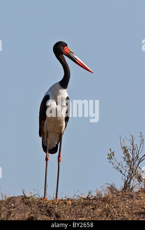 Eine spektakuläre Sattel – abgerechnet Storchenmann auf die Mara Plains. Masai Mara National Reserve Stockfoto