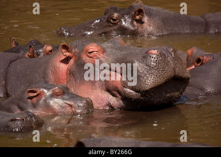 Kenia, Masai Mara.  Ein Nilpferd Mutter und ihrem Kalb Abkühlung in den Mara River. Stockfoto