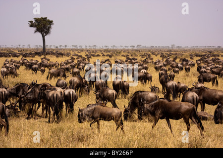 Kenia, Masai Mara.  Gnus versammeln sich zu Tausenden während der Migration auf den offenen grasbewachsenen Ebenen der Masai Mara. Stockfoto