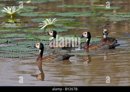 Eine kleine Herde von White-faced Pfeifen Enten in den Yala-Sumpf. Stockfoto