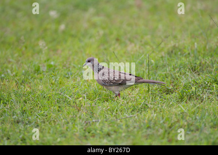 Gefleckte Taube (Spilopelia Chinensis) am Yala NP, Sri Lanka Stockfoto