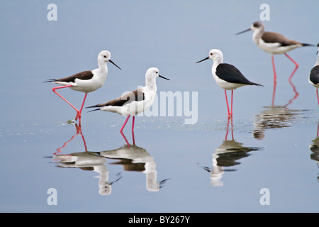 Schwarz-winged Stilt oder gemeinsame Stelzenläufer (Himantopus Himantopus) bei Palatupana Salinen in der Nähe, Yala NP, Sri Lanka. Stockfoto