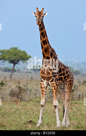 Eine Rothschild-Giraffe mit feinen Markierungen in Ruma-Nationalpark. Stockfoto