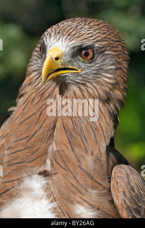 Eine juvenile afrikanischen Harrier-Hawk, auch bekannt als ein Gymnogene. Stockfoto