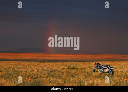 Die späte Nachmittagssonne durchbricht Regenwolken in der Masai Mara National Reserve, die Landschaft malen einen Farbton von brillant Stockfoto